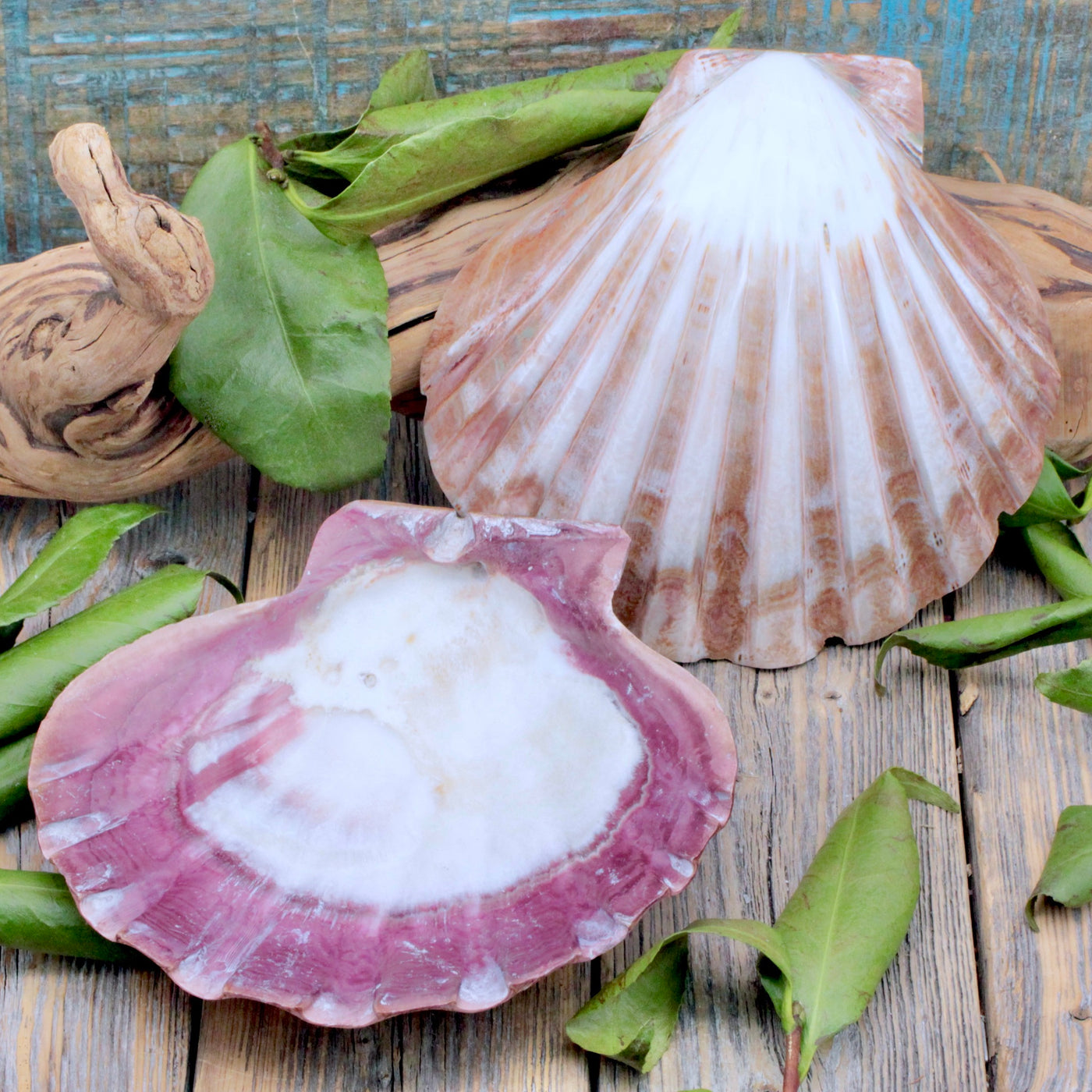 Lion's Paw Shell