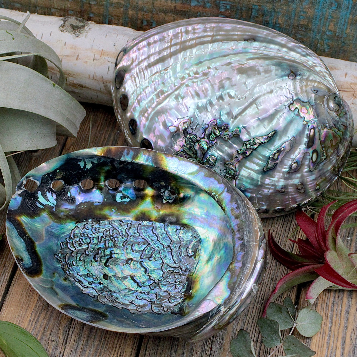 HH4703-Polished-Abalone-Shell
