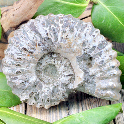 Ammonite-Fossil-A-1