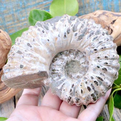 Ammonite Fossil in hand a2