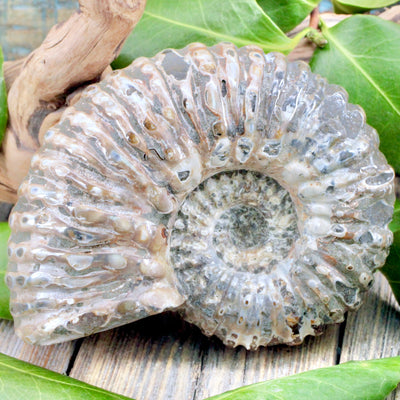Ammonite Fossil b1