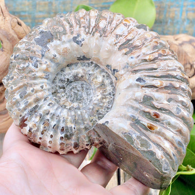 Ammonite Fossil b2
