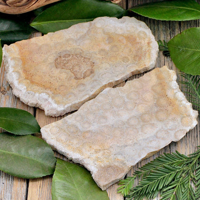 Fossil Coral Slab B