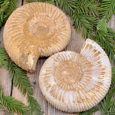 Ammonite Fossil A