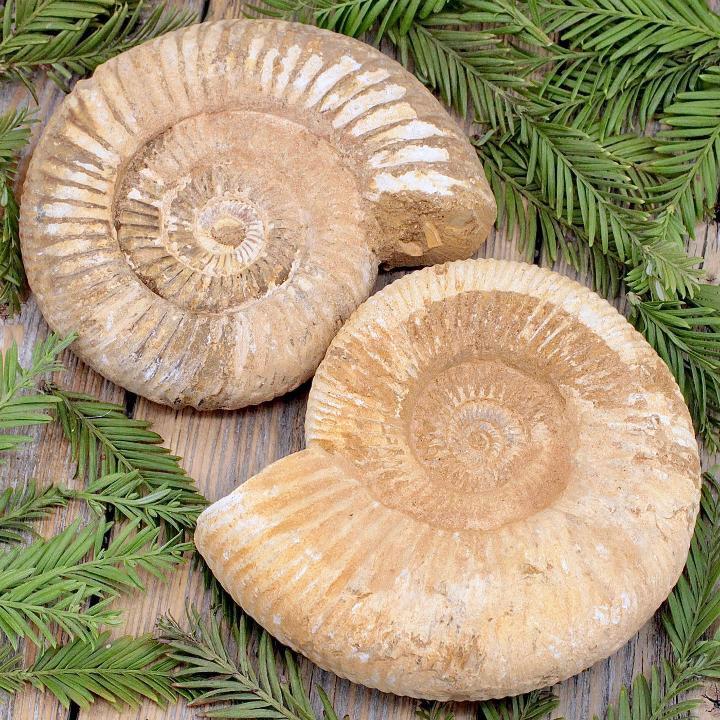 Ammonite Fossil B