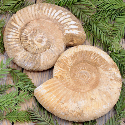 Ammonite Fossil B