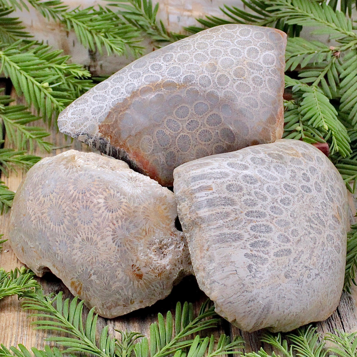 Fossil Coral Specimen