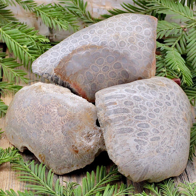 Fossil Coral Specimen